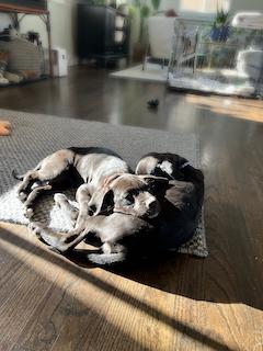 Enlarge Classen / Lamby, a Adoptable mixed breed in Broomfield, CO image 3/5