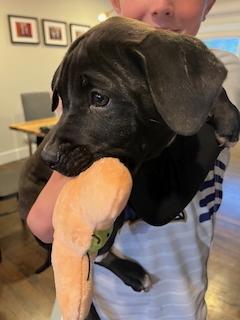 Enlarge Classen / Lamby, a Adoptable mixed breed in Broomfield, CO image 4/5