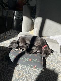 Enlarge Classen / Lamby, a Adoptable mixed breed in Broomfield, CO image 5/5