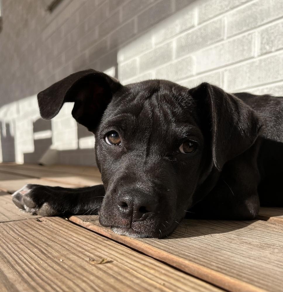 Enlarge Classen / Lamby, a Adoptable mixed breed in Broomfield, CO image 6/6