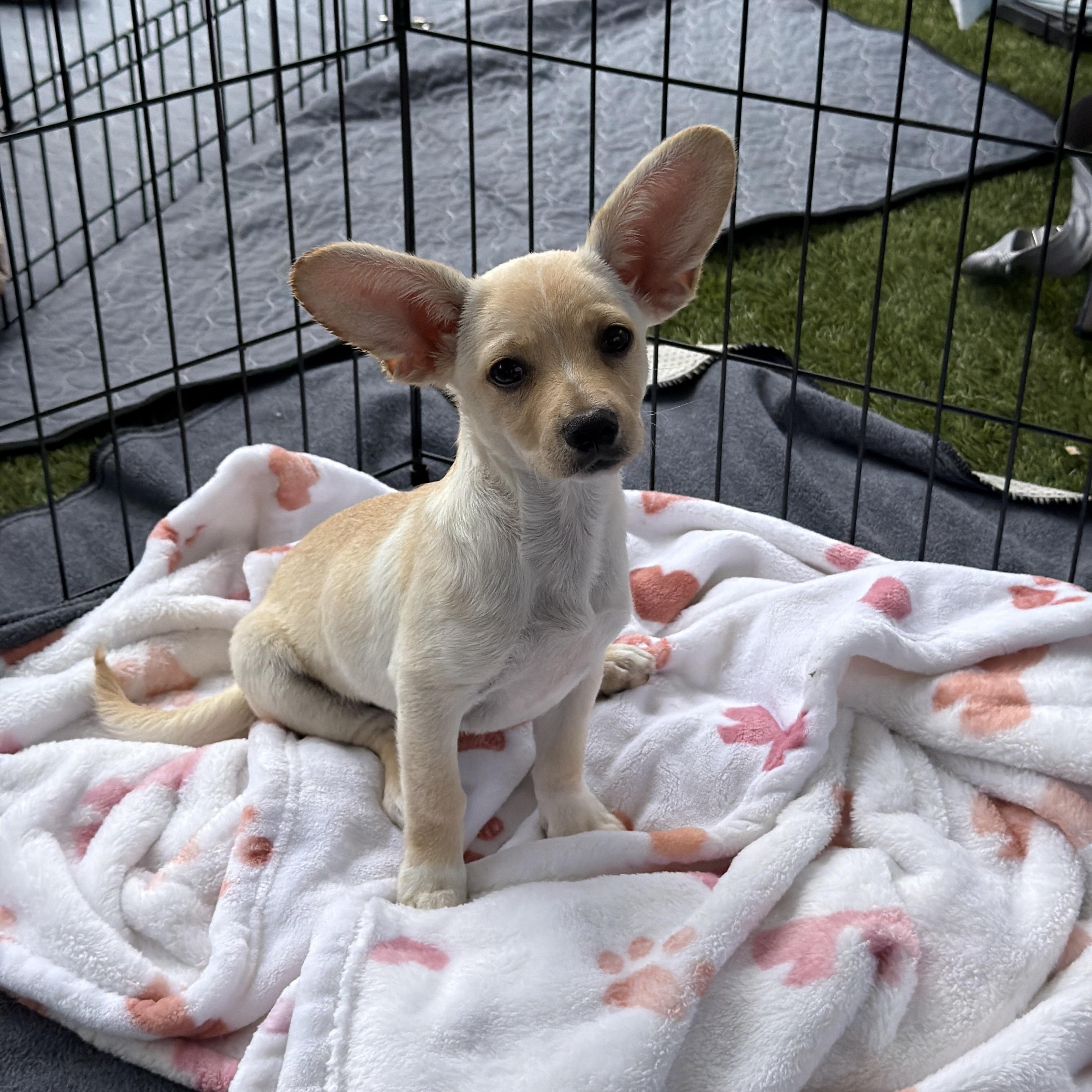 Hopper, adopted, Puppy Female Chiweenie.