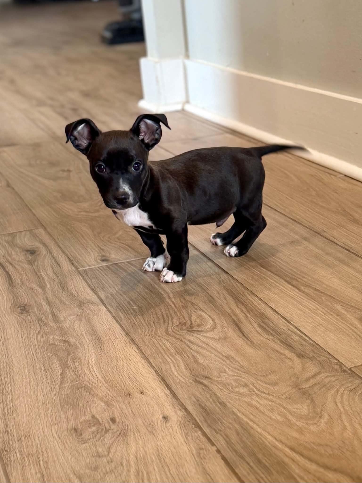 Enlarge Jett, a Adoptable mixed breed in Cedar Rapids, IA image 2/6