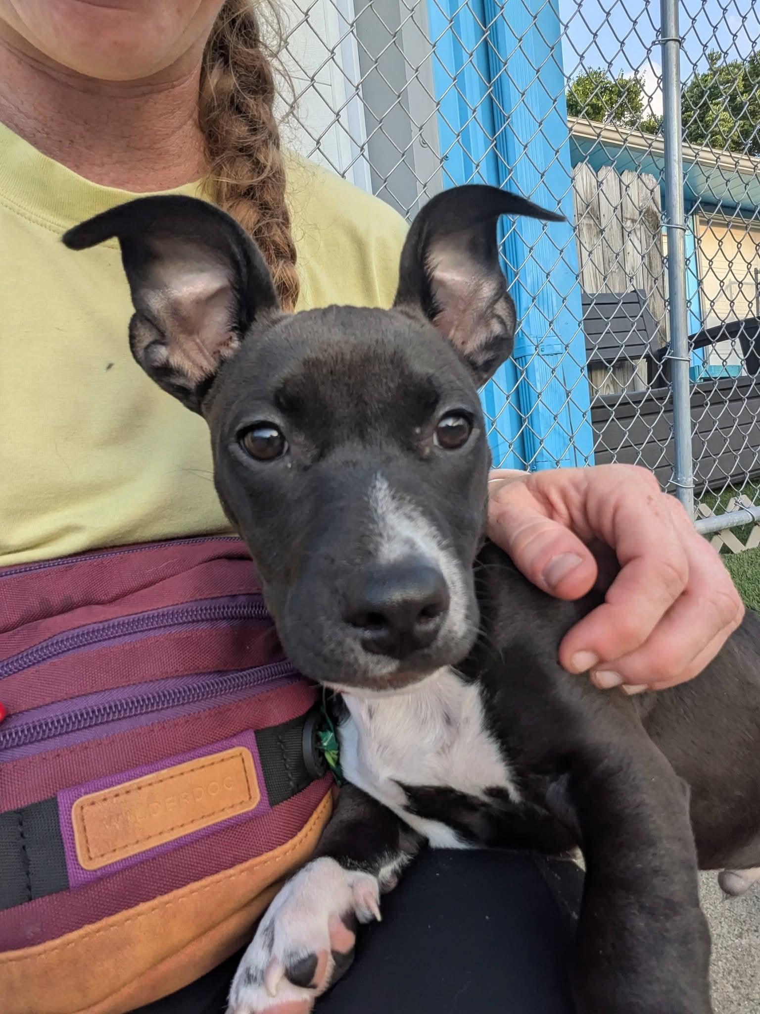 Jett, Adoptable, Puppy Male Dachshund & Mixed Breed.
