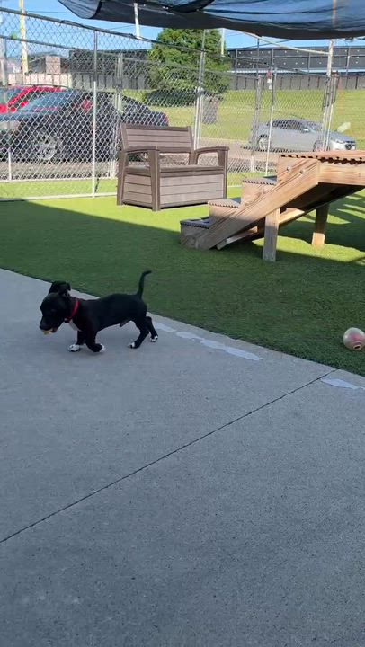 Enlarge Jett, a Adoptable mixed breed in Cedar Rapids, IA video 4/6