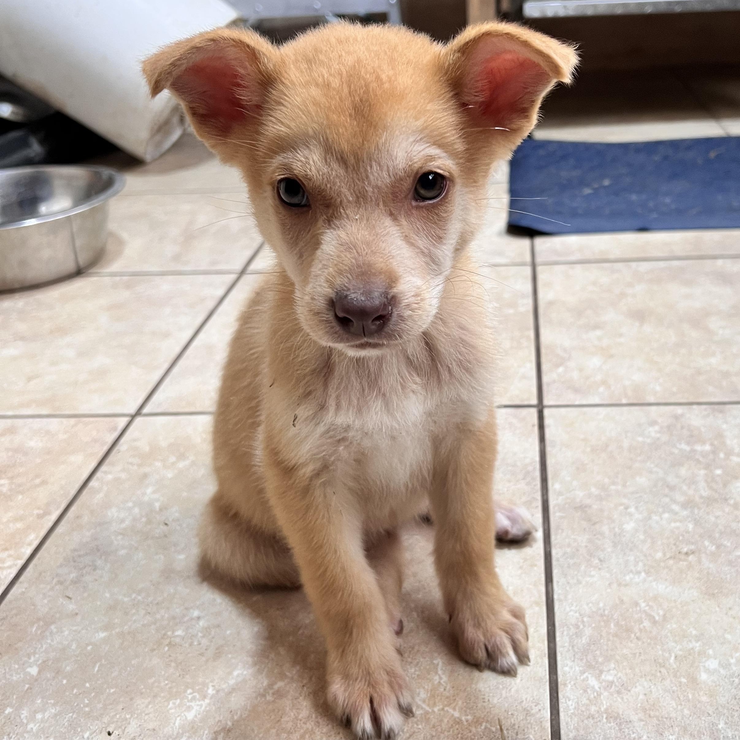 Adele, adopted, Puppy Female Husky.