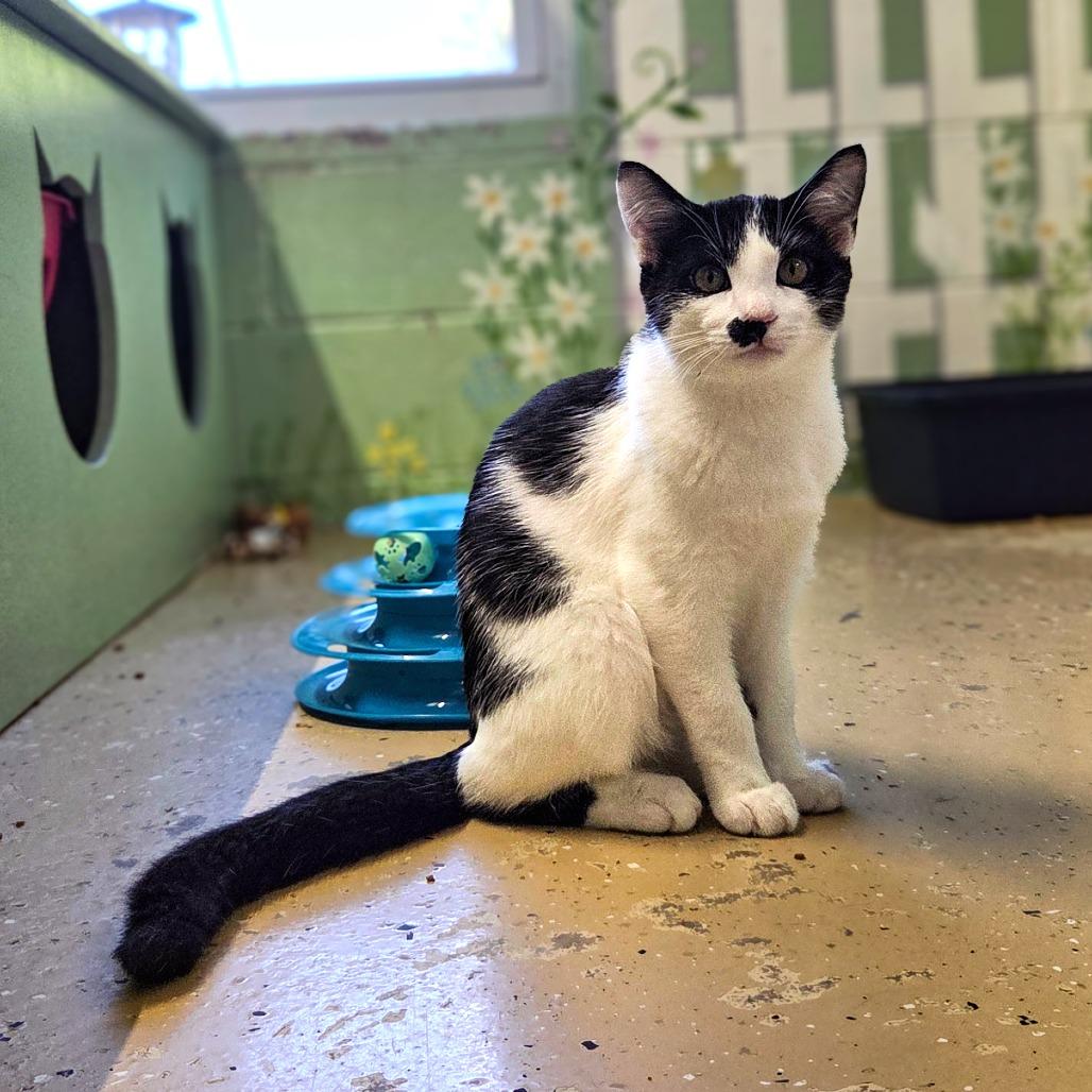 Pepper, Adoptable, Young Male Domestic Short Hair.