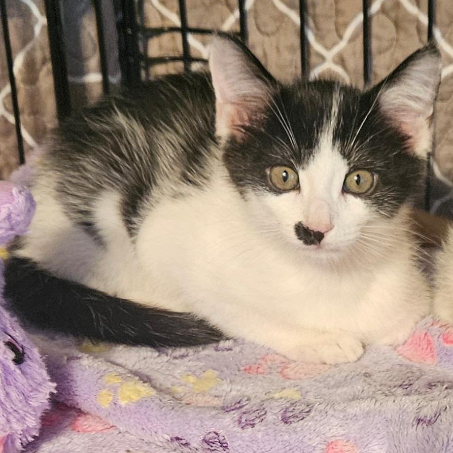 Enlarge Pepper, a Adoptable Domestic Short Hair in Newport, TN image 2/4