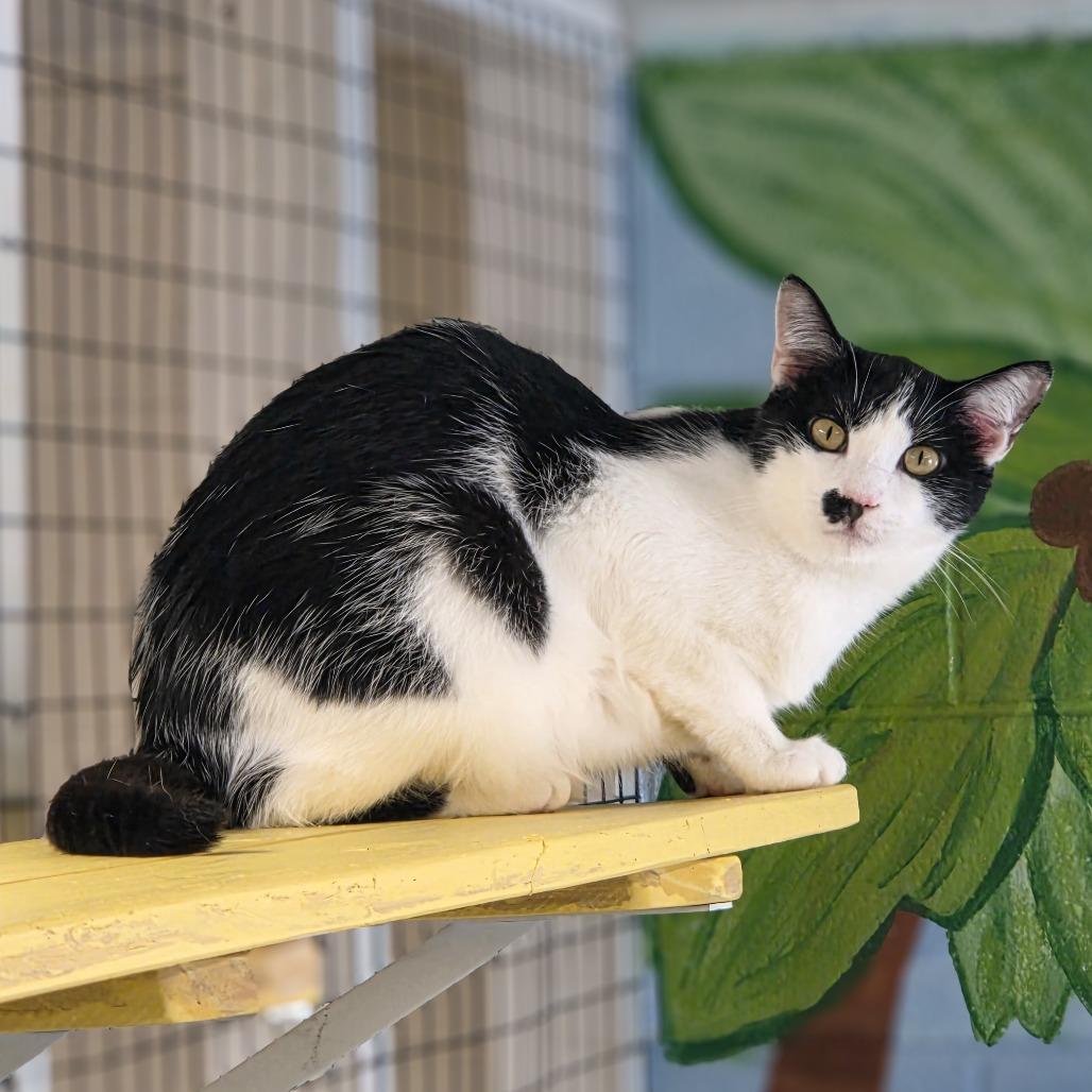 Enlarge Pepper, a Adoptable Domestic Short Hair in Newport, TN image 3/5