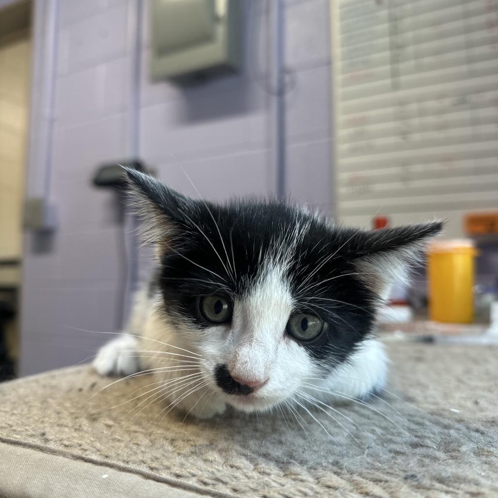 Enlarge Pepper, a Adoptable Domestic Short Hair in Newport, TN image 3/4