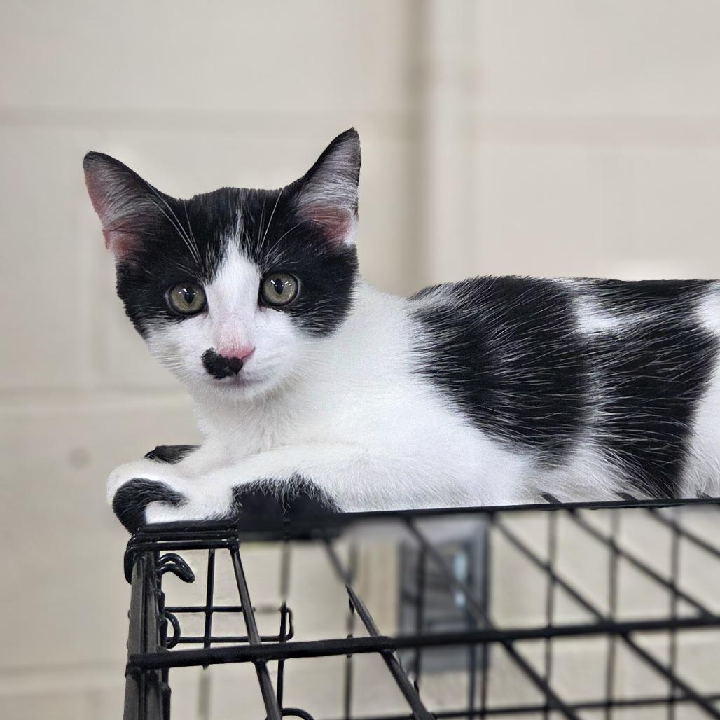 Enlarge Pepper, a Adoptable Domestic Short Hair in Newport, TN image 4/4