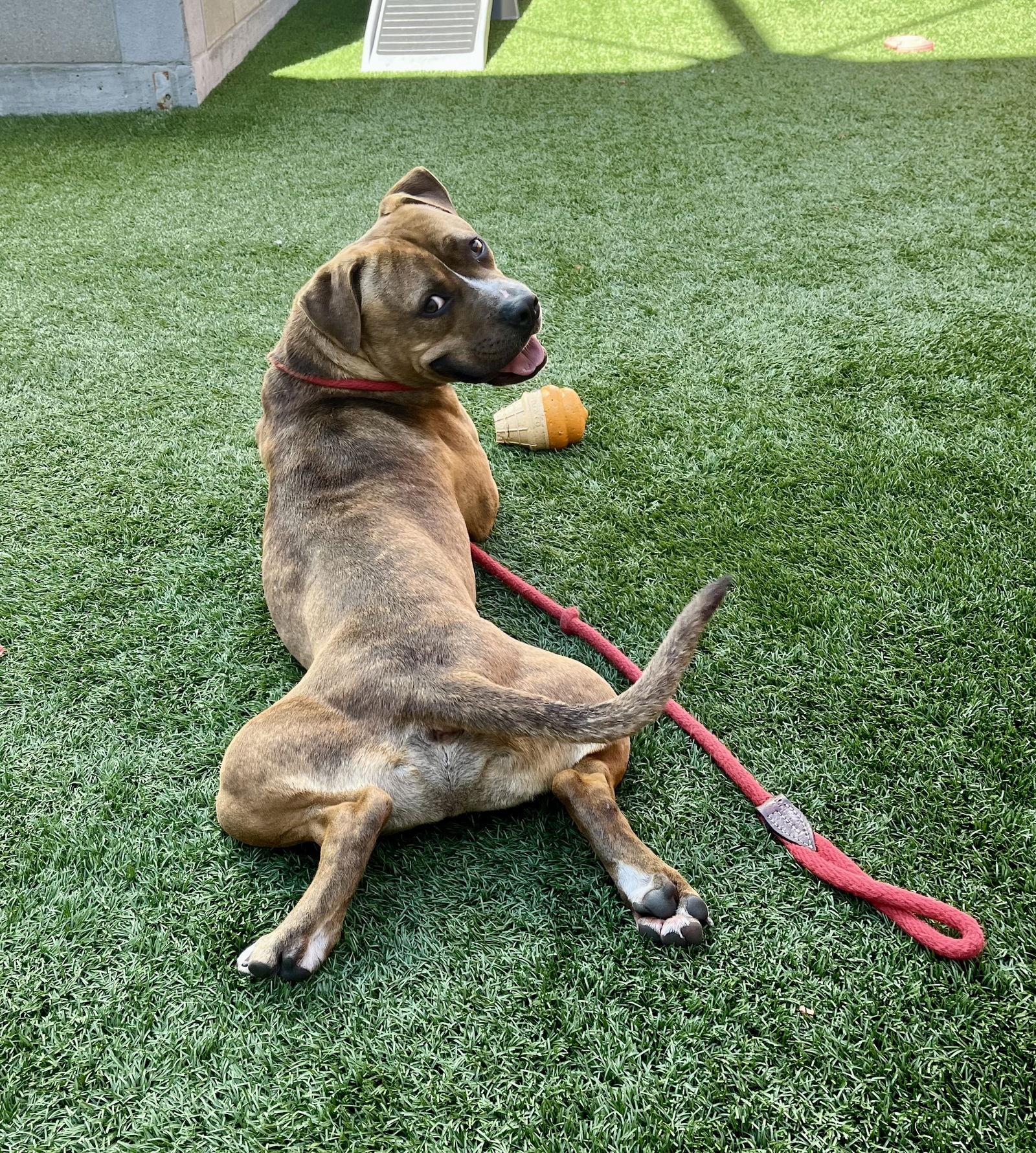 Enlarge Junior, a Adoptable Pit Bull Terrier in Burlingame, CA image 1/3
