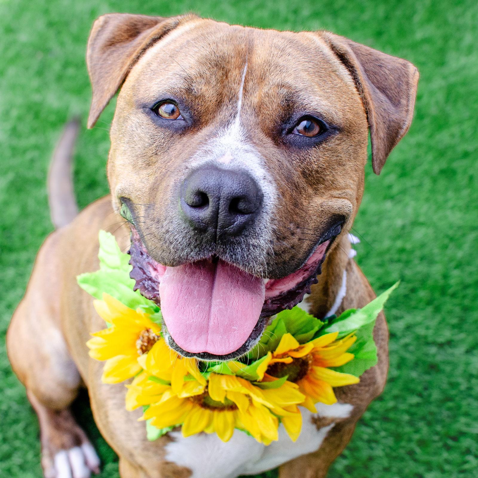 Enlarge Junior, a Adoptable Pit Bull Terrier in Burlingame, CA image 2/3