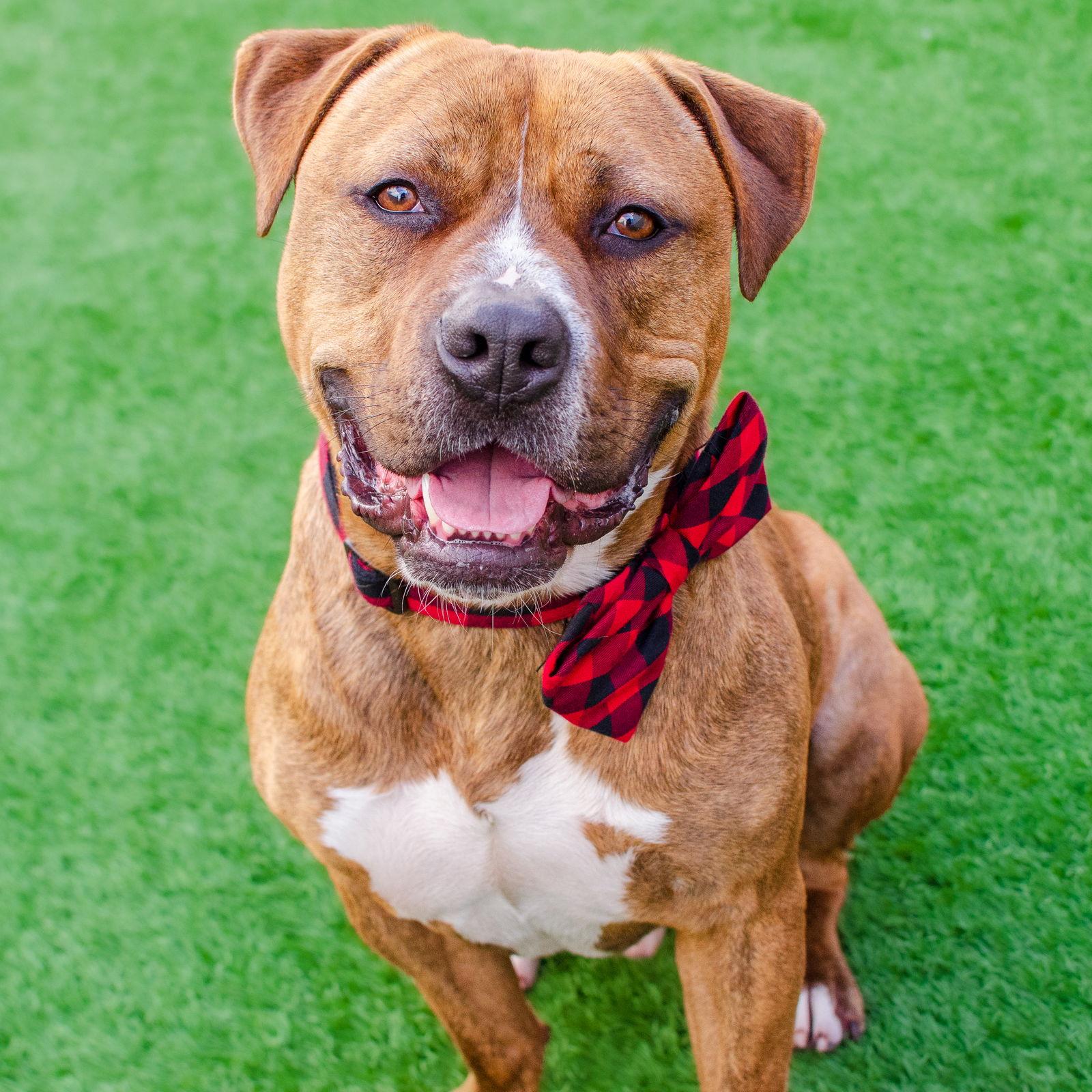 Enlarge Junior, a Adoptable Pit Bull Terrier in Burlingame, CA image 3/3
