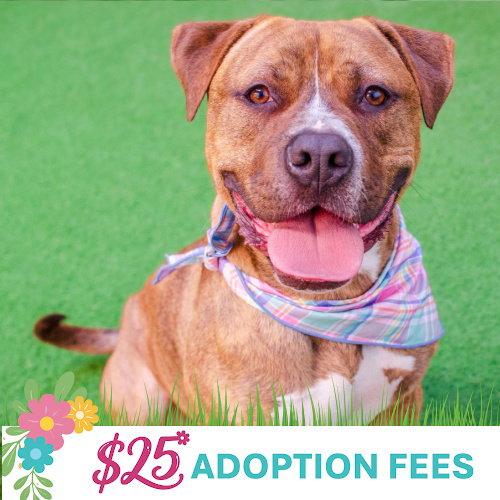 Junior, Adoptable, Adult Male Pit Bull Terrier.