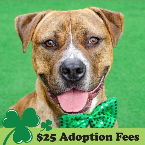 Junior, a Adoptable Pit Bull Terrier in Burlingame, CA image 1/3