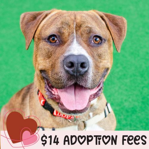 Enlarge Junior, a Adoptable Pit Bull Terrier in Burlingame, CA image 2/3