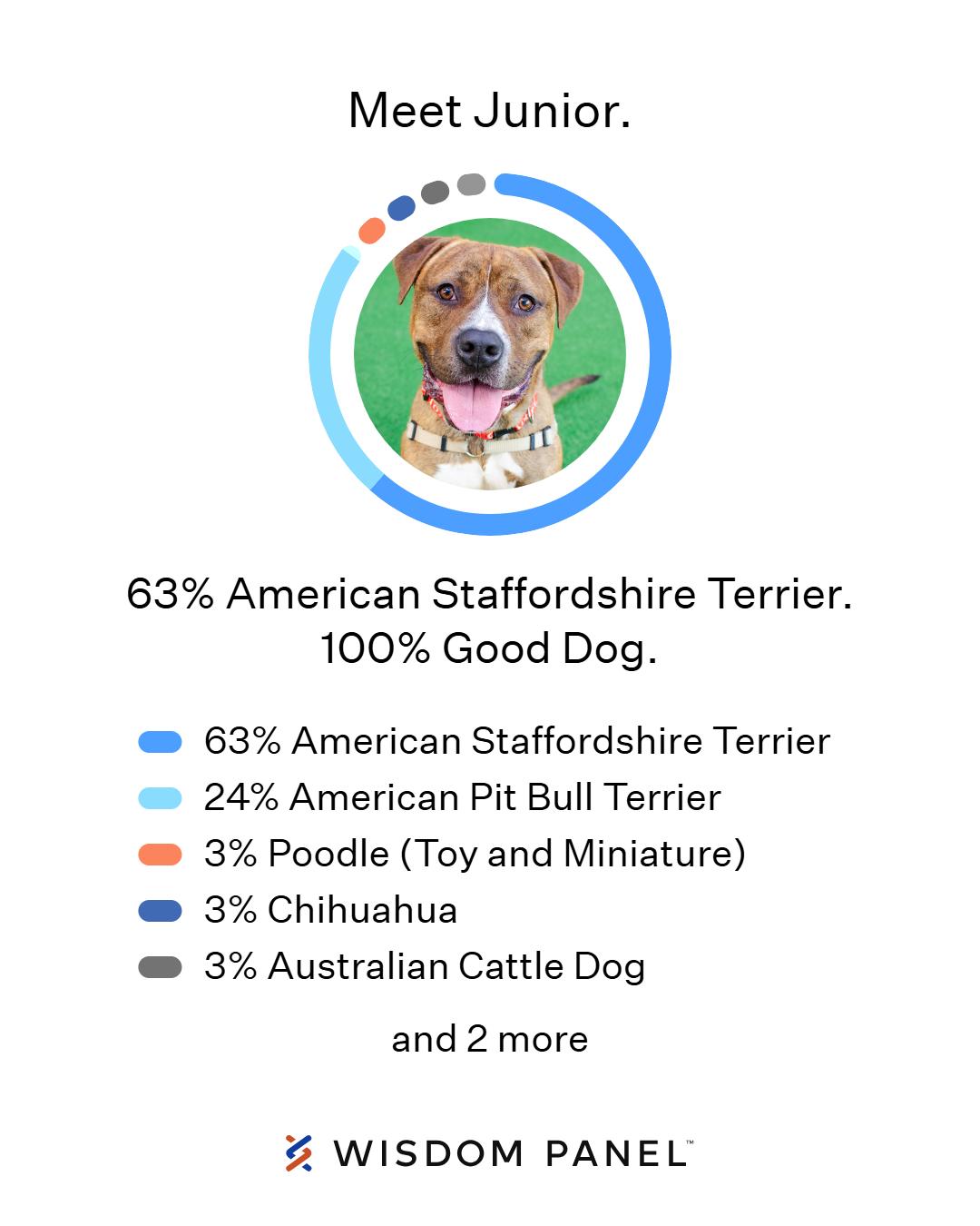 Junior, a Adoptable Pit Bull Terrier in Burlingame, CA image 2/3