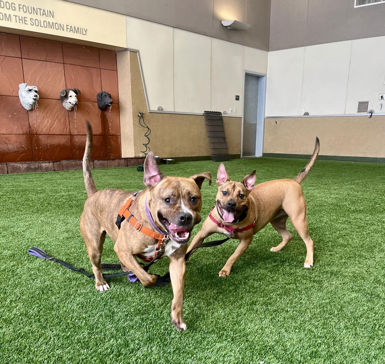 Enlarge Junior, a Adoptable Pit Bull Terrier in Burlingame, CA image 3/3