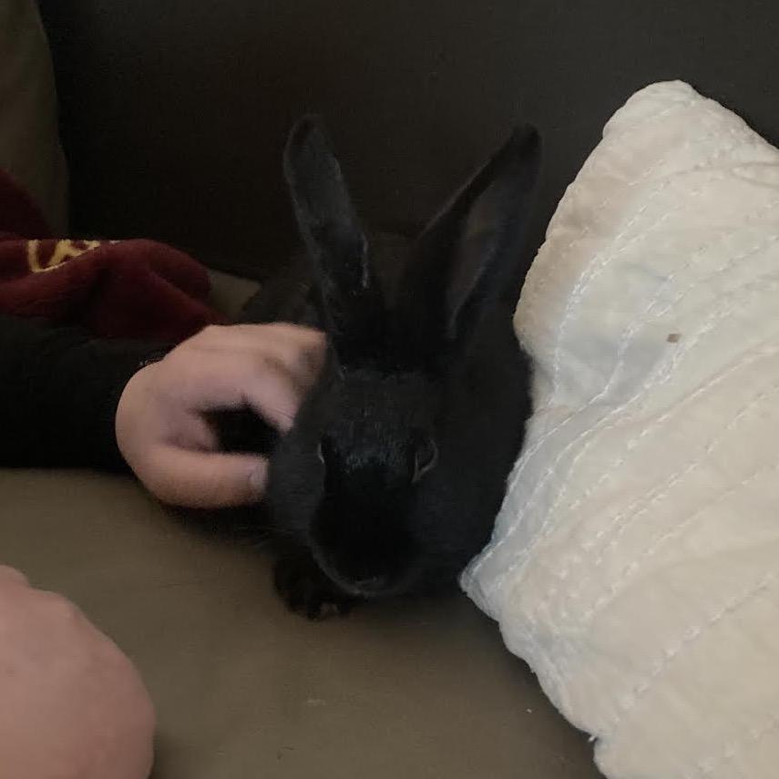 Enlarge Franken Beans, a Adoptable Bunny Rabbit in Madison, WI image 1/6