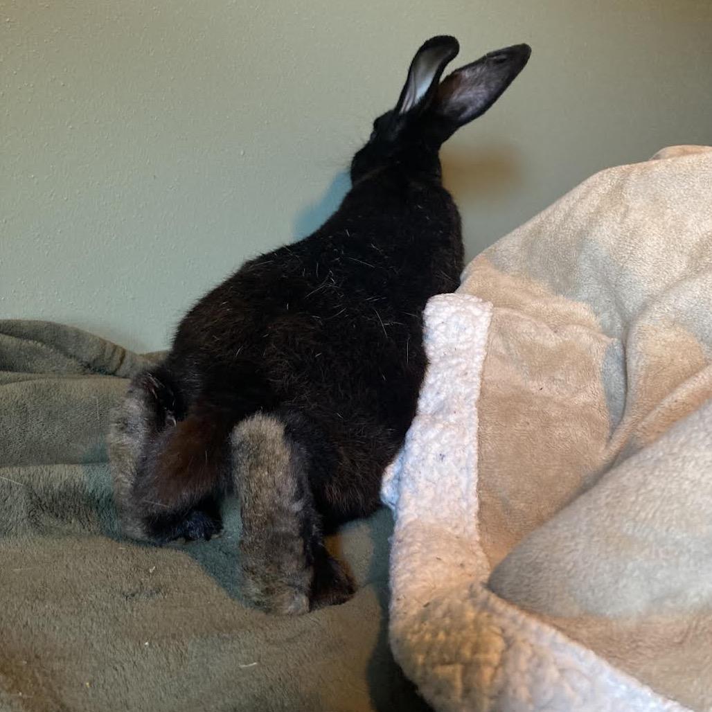 Enlarge Franken Beans, a Adoptable Bunny Rabbit in Madison, WI image 2/6