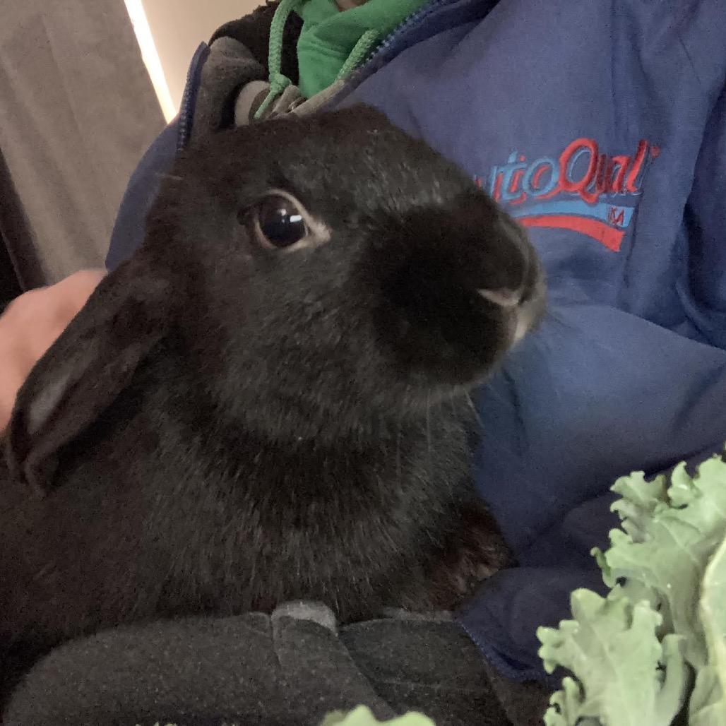 Enlarge Franken Beans, a Adoptable Bunny Rabbit in Madison, WI image 3/6