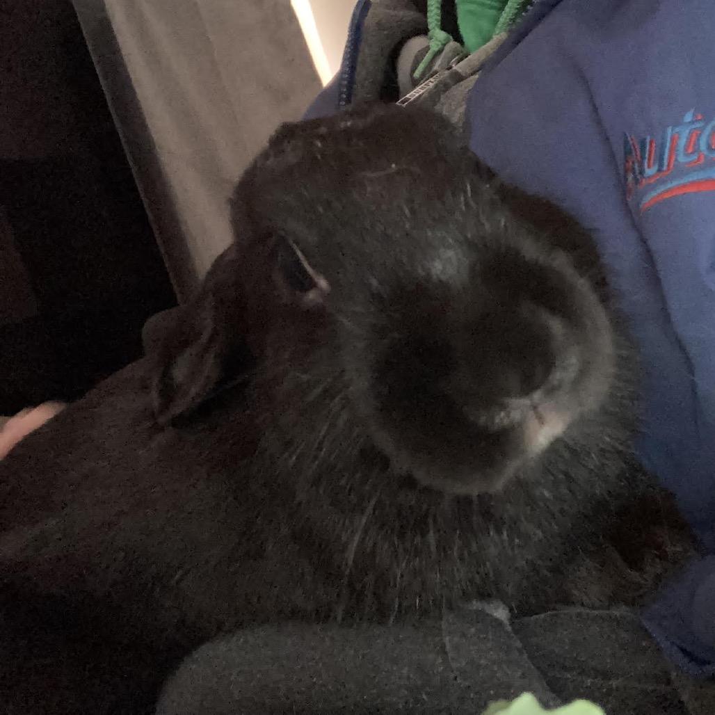 Enlarge Franken Beans, a Adoptable Bunny Rabbit in Madison, WI image 4/6