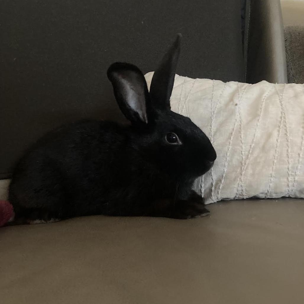 Enlarge Franken Beans, a Adoptable Bunny Rabbit in Madison, WI image 5/6