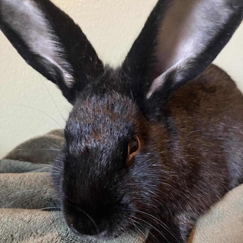 Enlarge Franken Beans, a Adoptable Bunny Rabbit in Madison, WI image 6/6