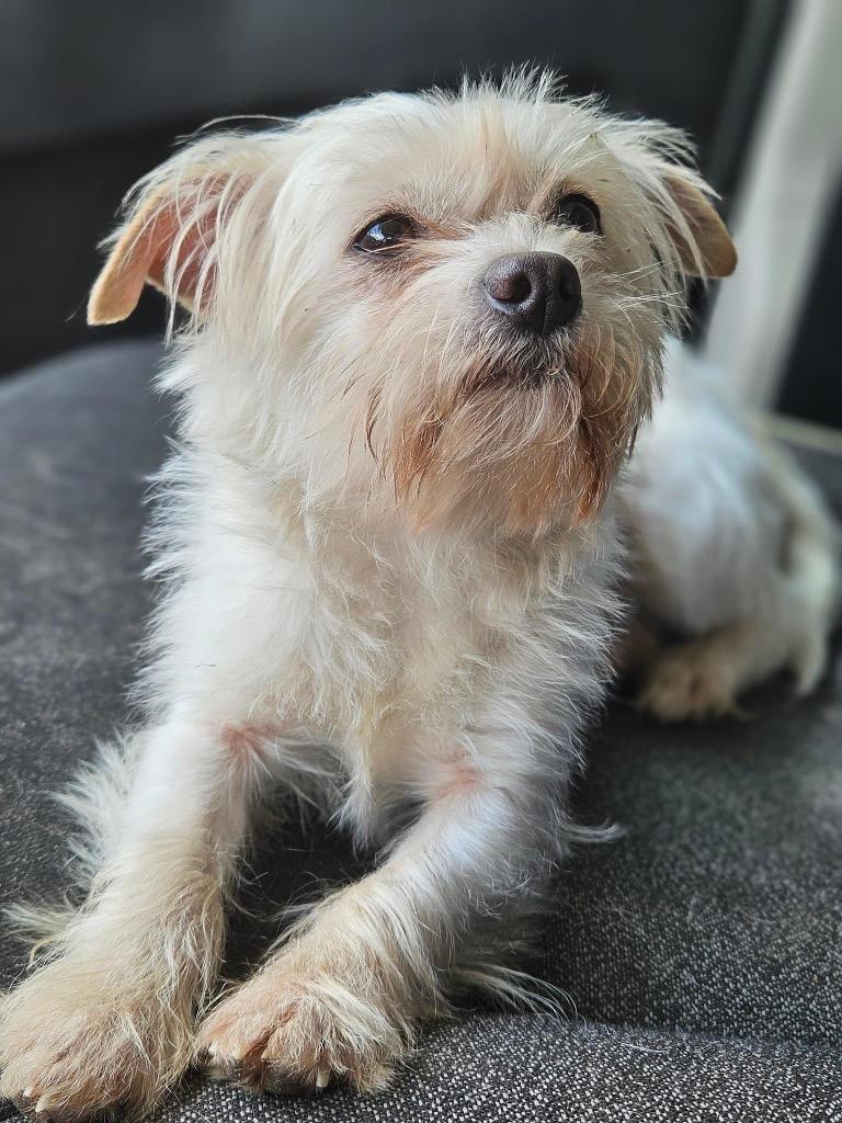 Enlarge Olly, a Adopted mixed breed in Waynesville, GA image 2/3