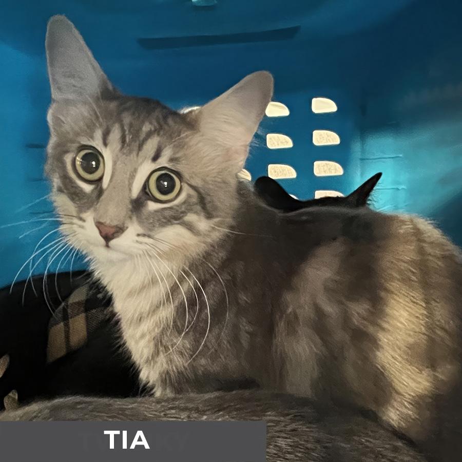 Enlarge Tia, a Adoptable Domestic Short Hair in Etobicoke, ON image 2/3
