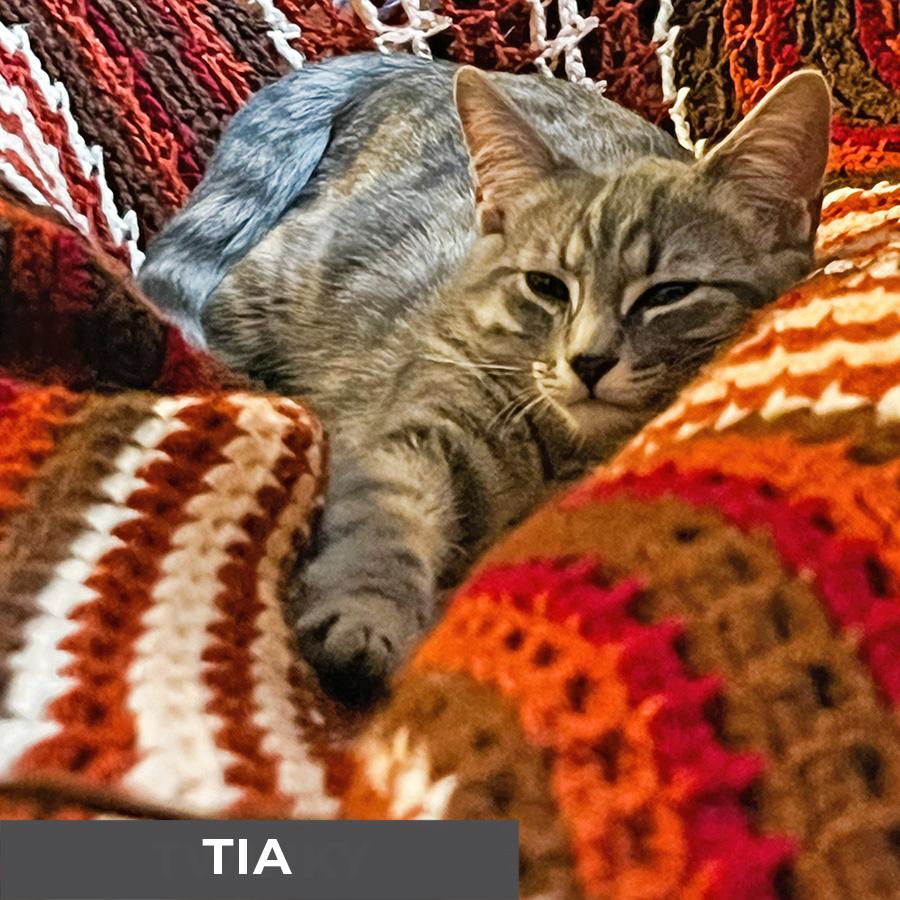 Enlarge Tia, a Adoptable Domestic Short Hair in Etobicoke, ON image 3/3