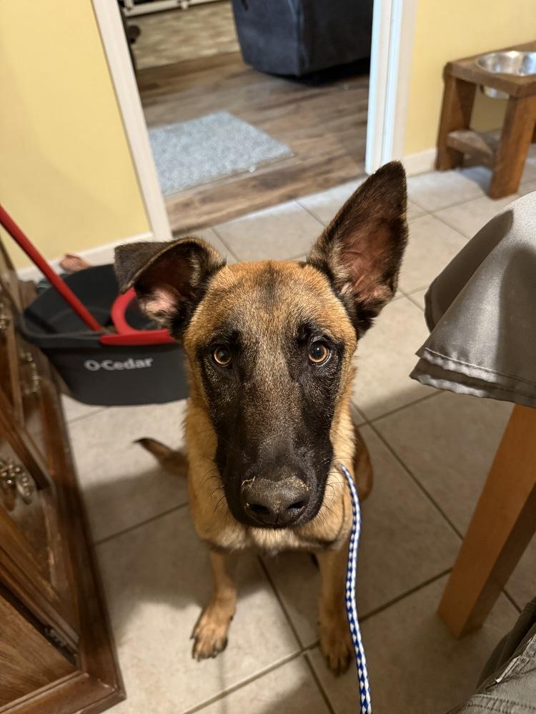 Enlarge Jaxson - Located in GA, a Adoptable Belgian Shepherd / Malinois in Imlay City, MI image 1/5
