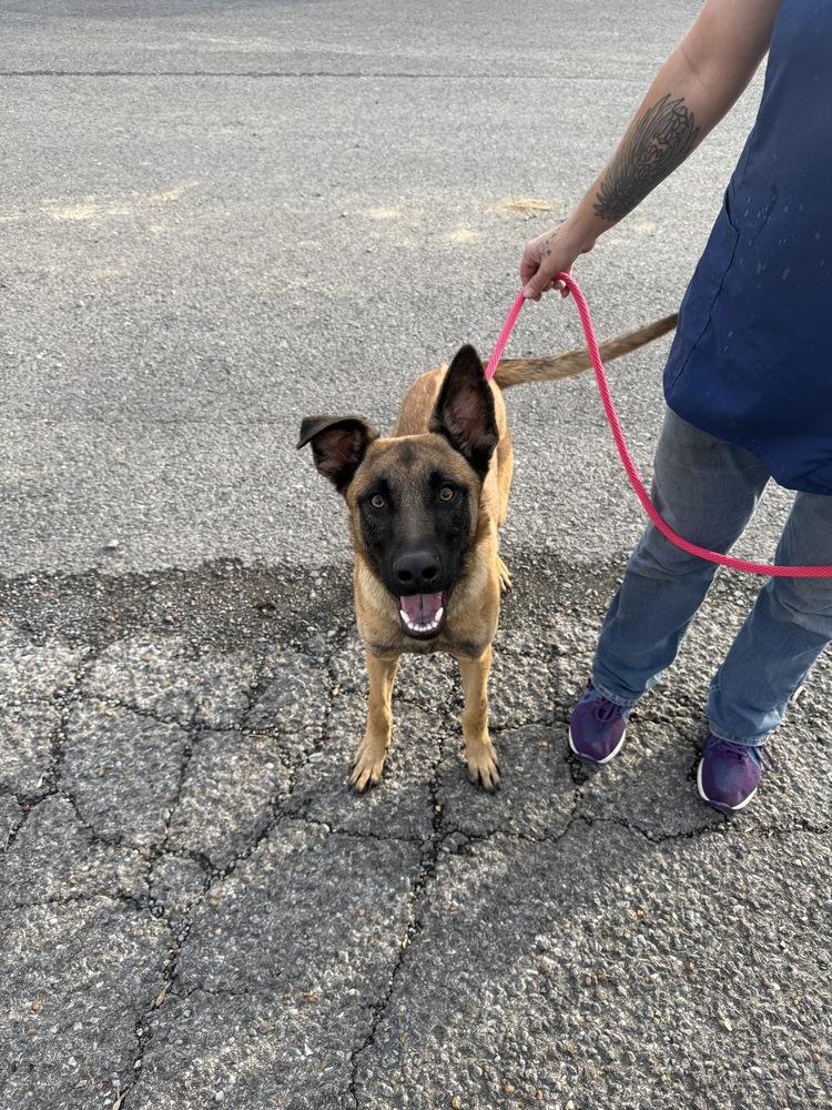 Enlarge Jaxson - Located in GA, a Adoptable Belgian Shepherd / Malinois in Imlay City, MI image 2/5