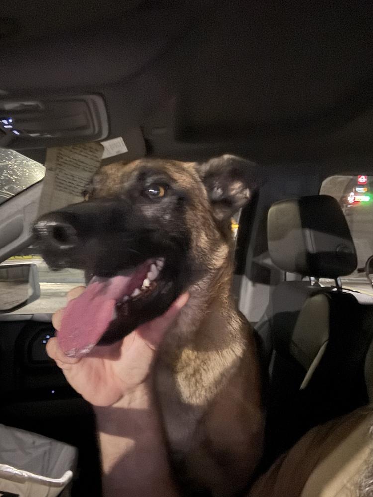 Enlarge Jaxson - Located in GA, a Adoptable Belgian Shepherd / Malinois in Imlay City, MI image 4/5