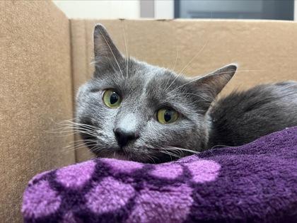 Tom, Adoptable, Adult Male Domestic Short Hair & Domestic Short Hair.