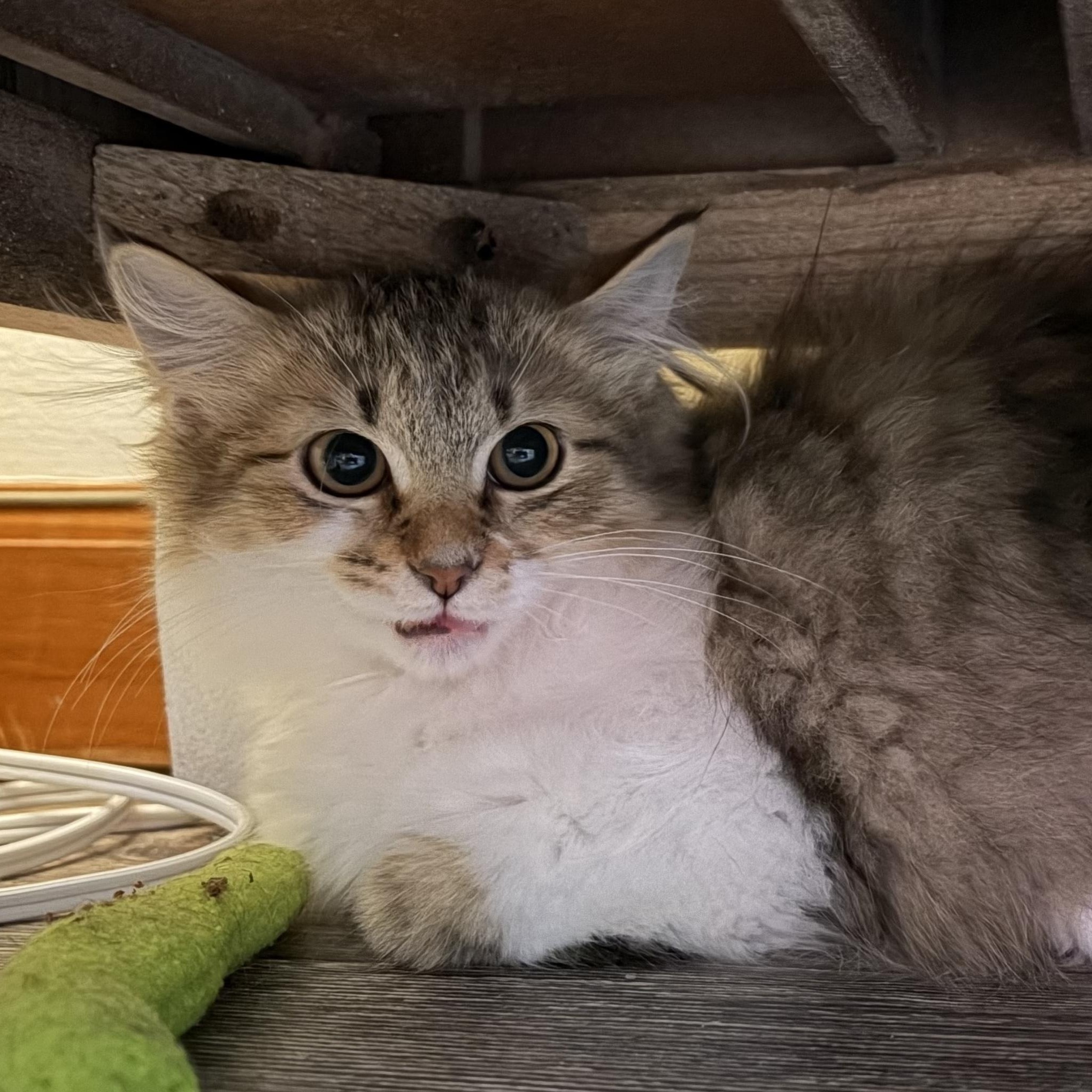 Snuggles, ADOPTABLE, Kitten Female Domestic Long Hair.