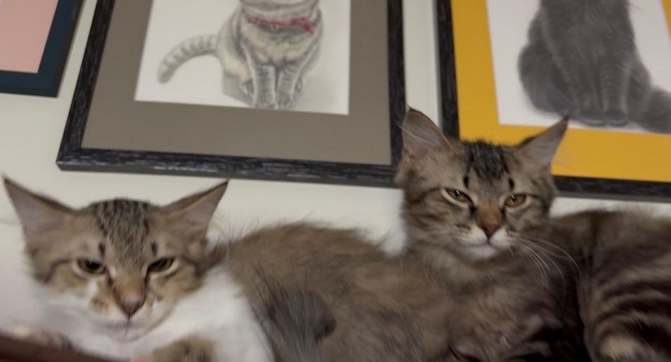 Enlarge Snuggles, a ADOPTABLE Domestic Long Hair in Murfreesboro, TN image 3/3