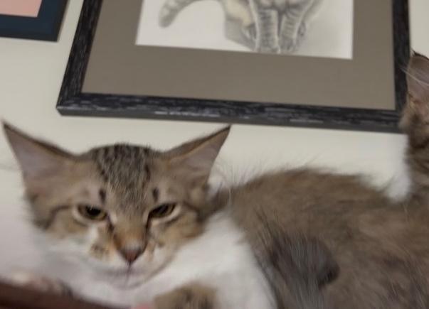 Enlarge Snuggles, a ADOPTABLE Domestic Long Hair in Murfreesboro, TN image 2/3