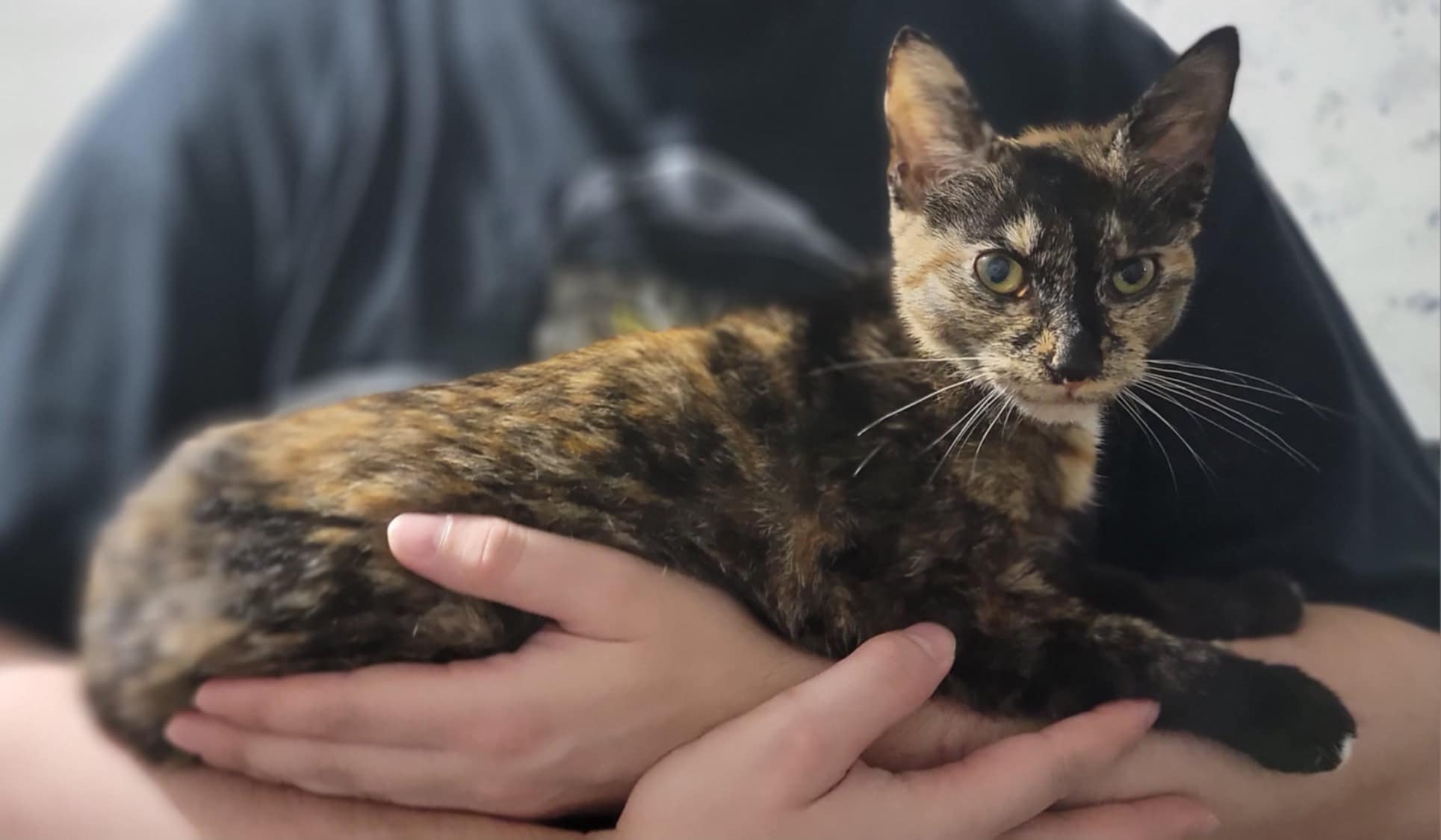 Maya, Young Female Domestic Short Hair