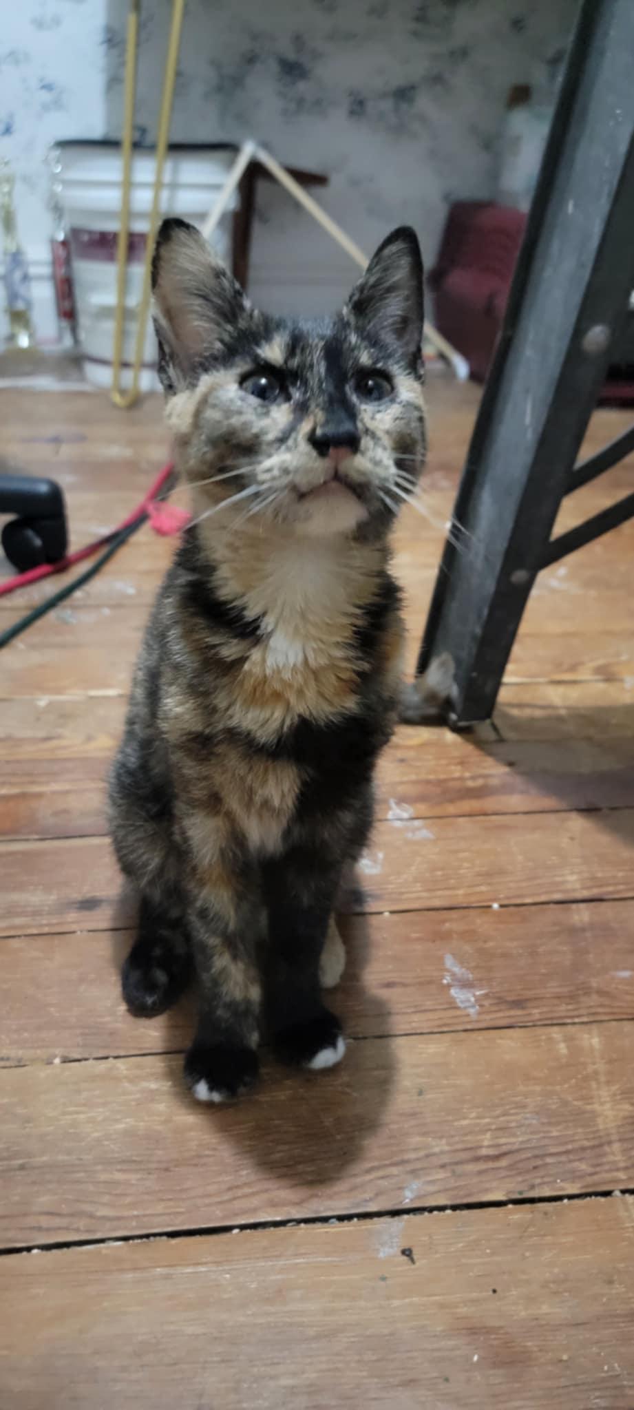 Maya