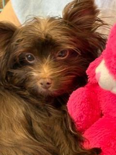 Jigsaw, Adoptable, Puppy Male Yorkshire Terrier & Yorkshire Terrier.