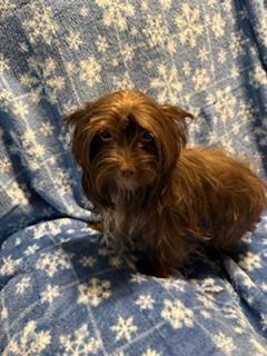 Enlarge Jigsaw, a Adoptable mixed breed in Milton, GA image 2/5