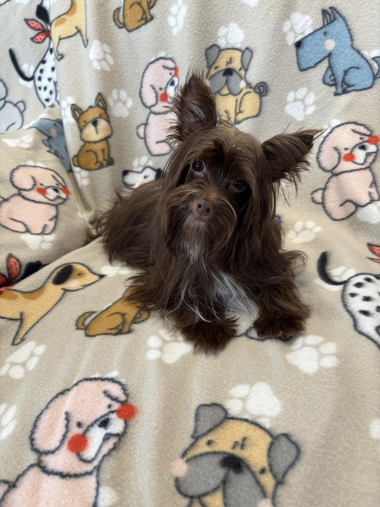 Enlarge Jigsaw, a Adoptable mixed breed in Milton, GA image 3/5