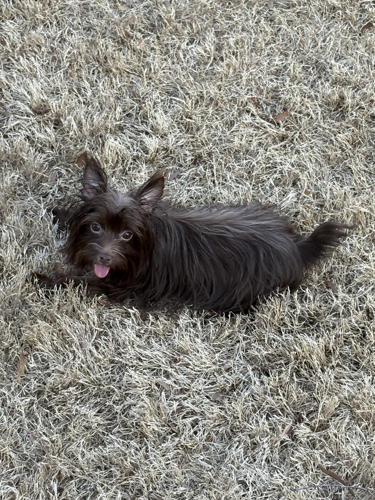 Enlarge Jigsaw, a Adoptable mixed breed in Milton, GA image 4/5