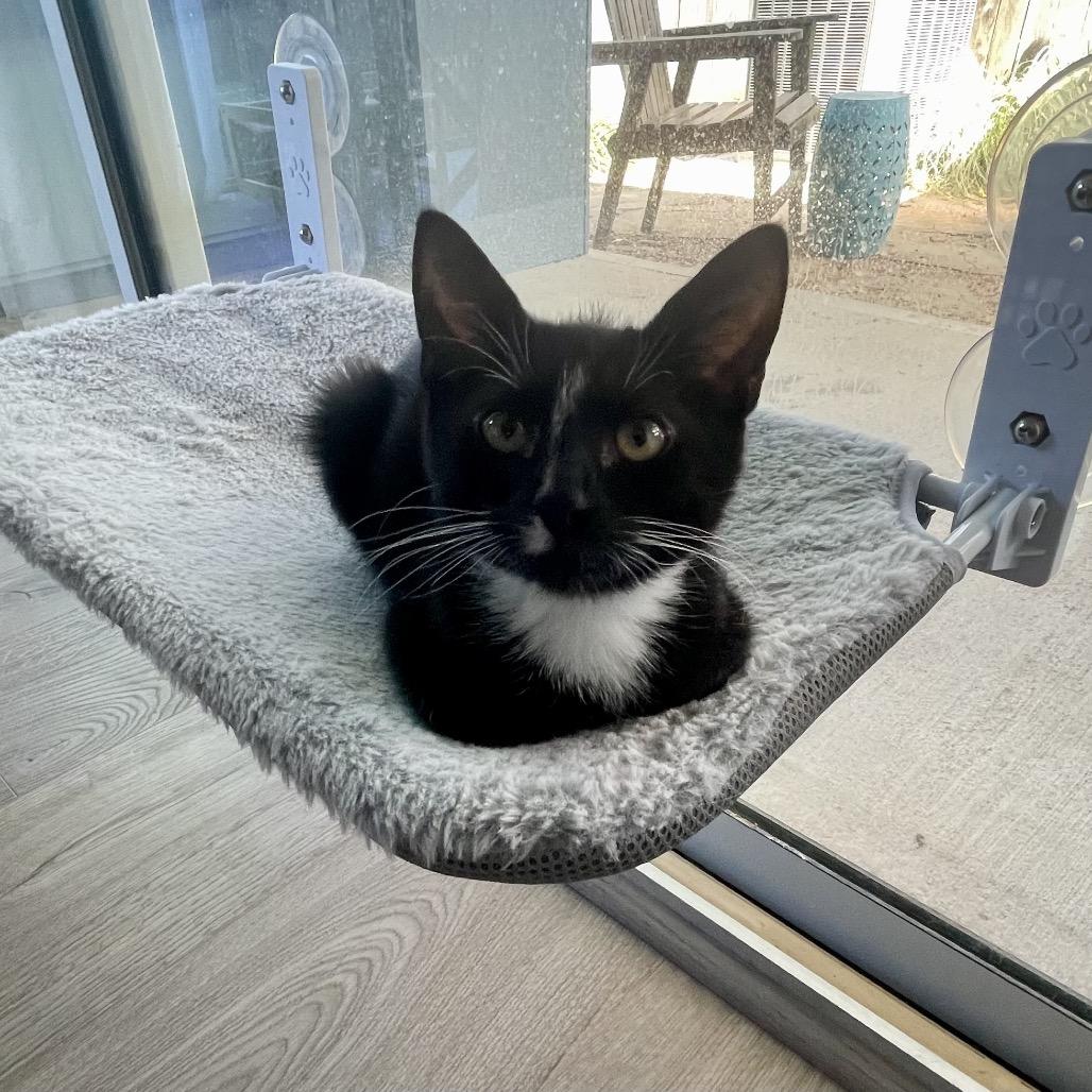 Enlarge Jelly, a Adopted Domestic Short Hair in Houston, TX image 2/6