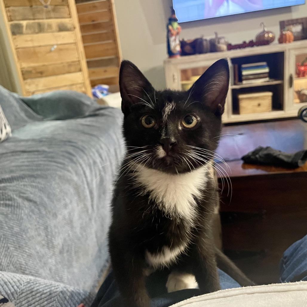 Enlarge Jelly, a Adopted Domestic Short Hair in Houston, TX image 1/6