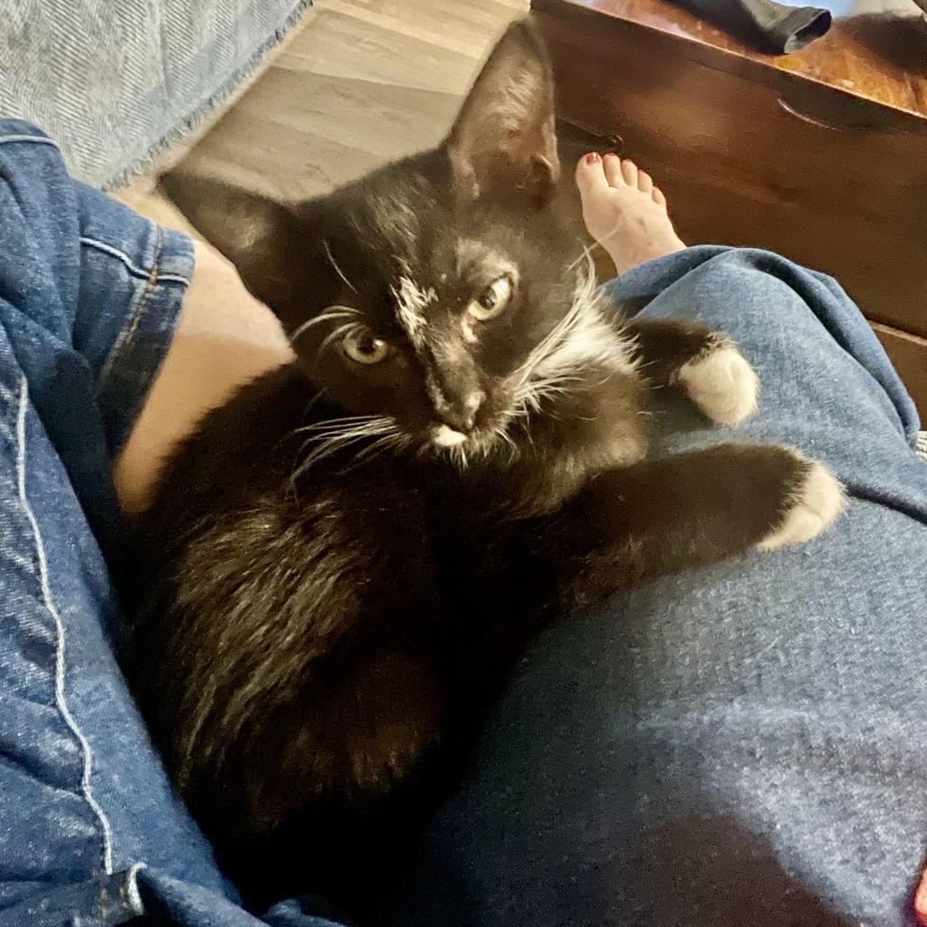 Enlarge Jelly, a Adopted Domestic Short Hair in Houston, TX image 3/6