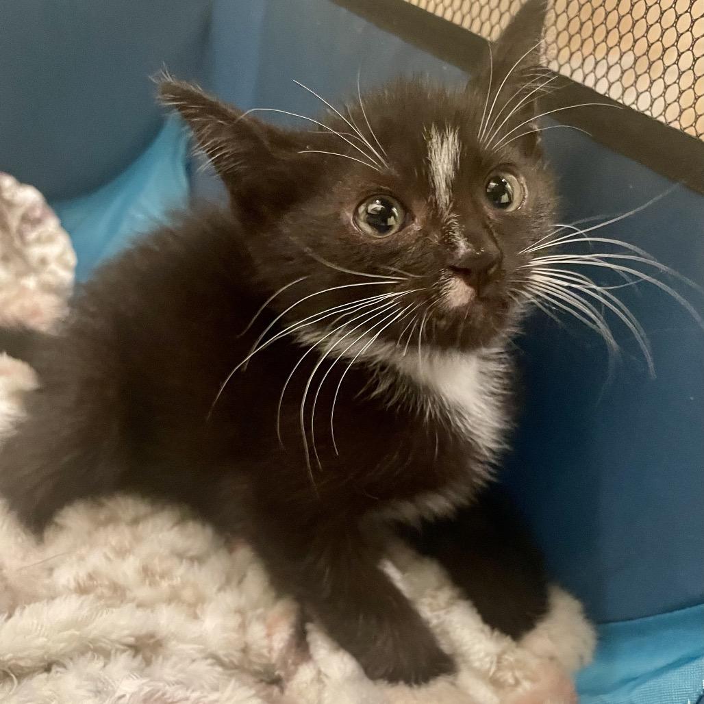 Enlarge Jelly, a Adopted Domestic Short Hair in Houston, TX image 4/6