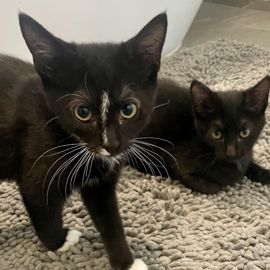 Enlarge Jelly, a Adopted Domestic Short Hair in Houston, TX image 5/6