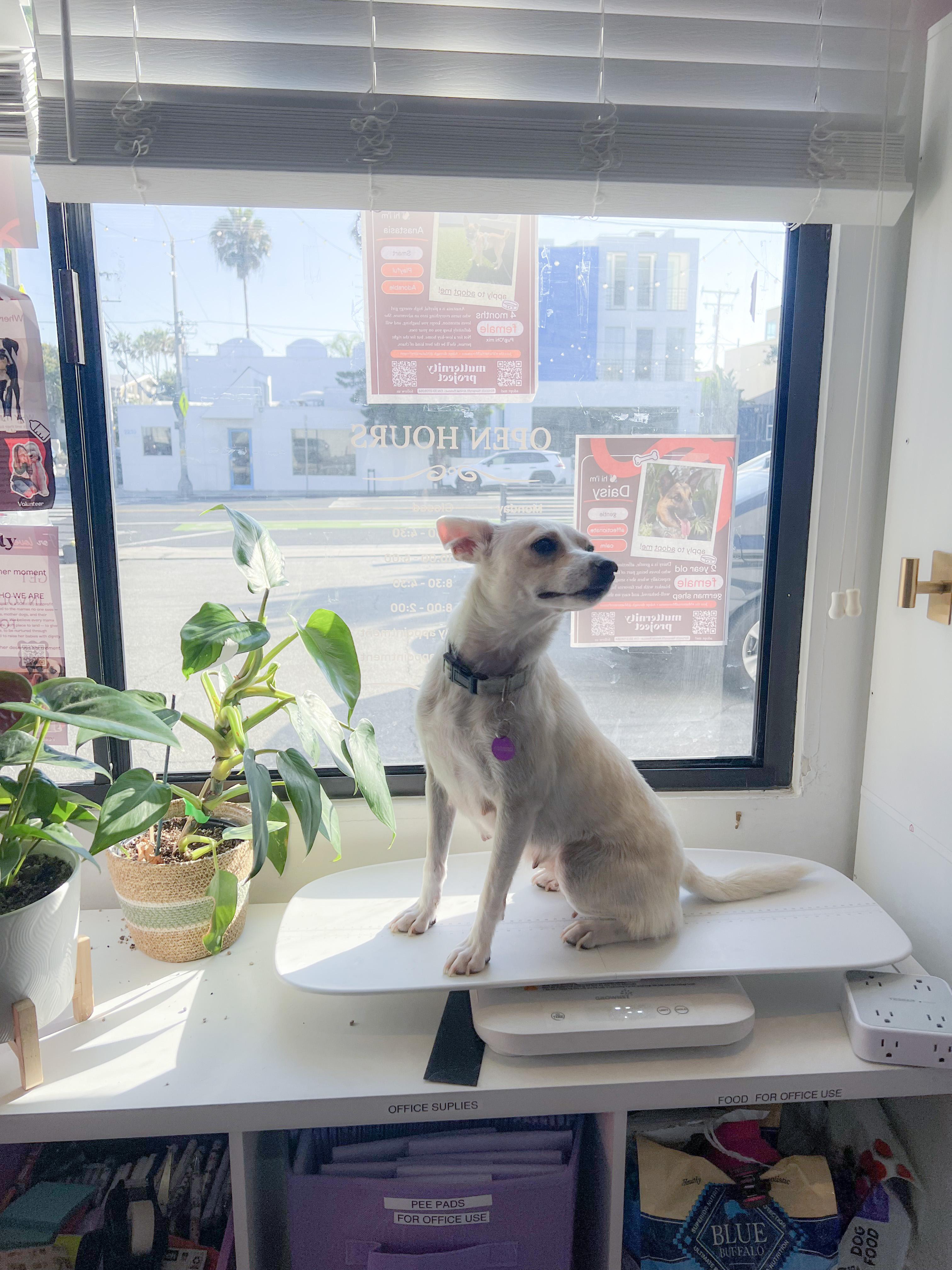 Enlarge Maybelline, a Adoptable mixed breed in West Hollywood, CA image 5/6